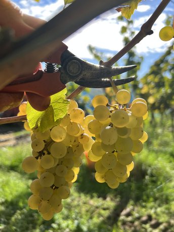 Produktfoto: Ortswein-Paket