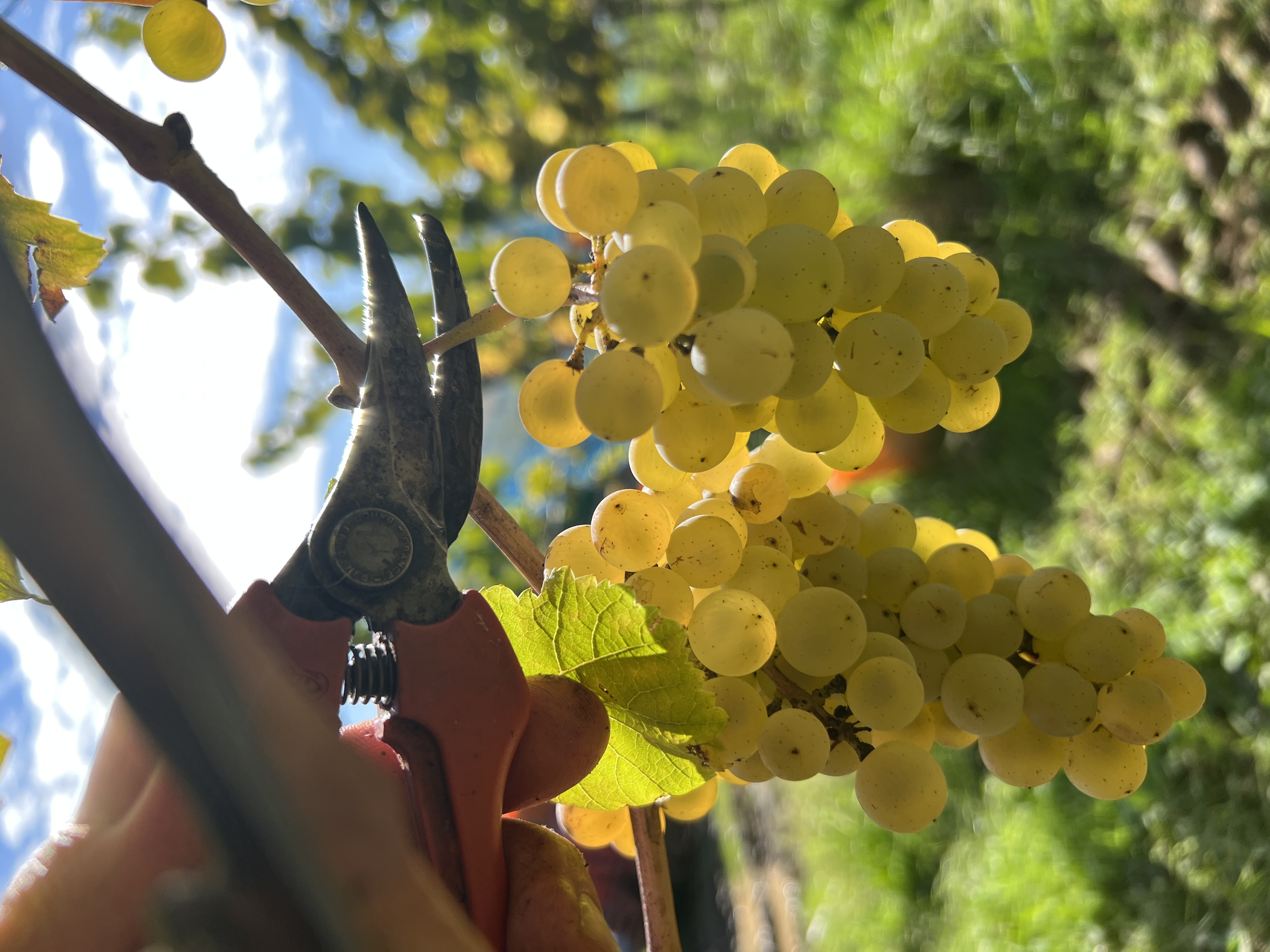 Produktfoto: Ortswein-Paket